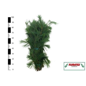 Pinus Strobus Bs