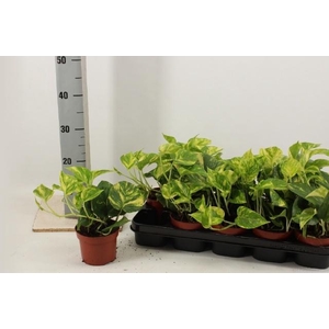 EPIPR AUREUM