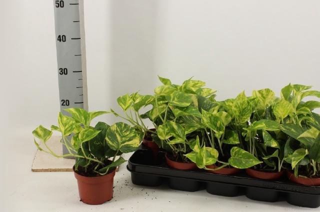 <h4>EPIPR AUREUM</h4>