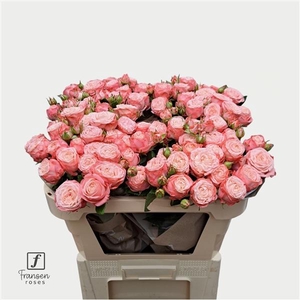 R TR First Date 70cm