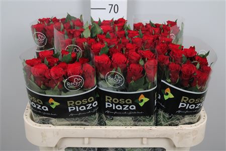 <h4>R Gr Simply Red+</h4>
