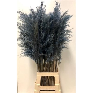 CORTADERIA BLAUW P.BL