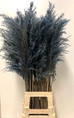 <h4>CORTADERIA BLAUW P.BL</h4>