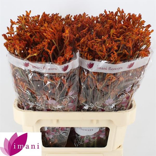 <h4>Anigozanthos Orange Imani</h4>