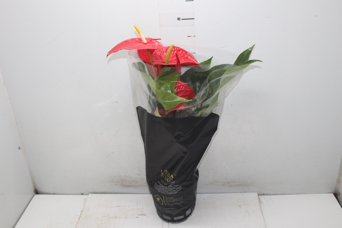 <h4>ANTHURIUM MICHIGAN P17 PREMIUM</h4>