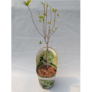 Hydrangea Paniculata - Stam 'Magical Summer' 17 cm in potcover 'Beauty-Line'