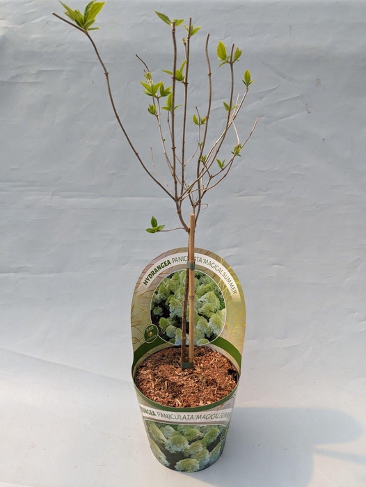 <h4>Hydrangea Paniculata - Stam 'Magical Summer' 17 cm in potcover 'Beauty-Line'</h4>