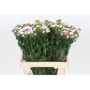 Carnation Br Amazon Neon Duo