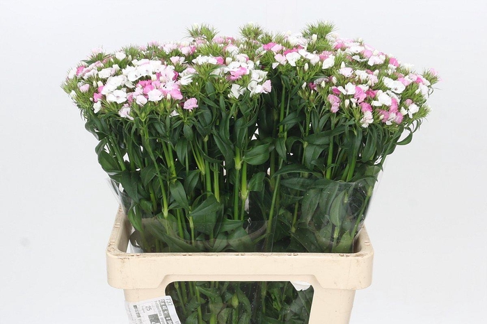 <h4>Carnation Br Amazon Neon Duo</h4>
