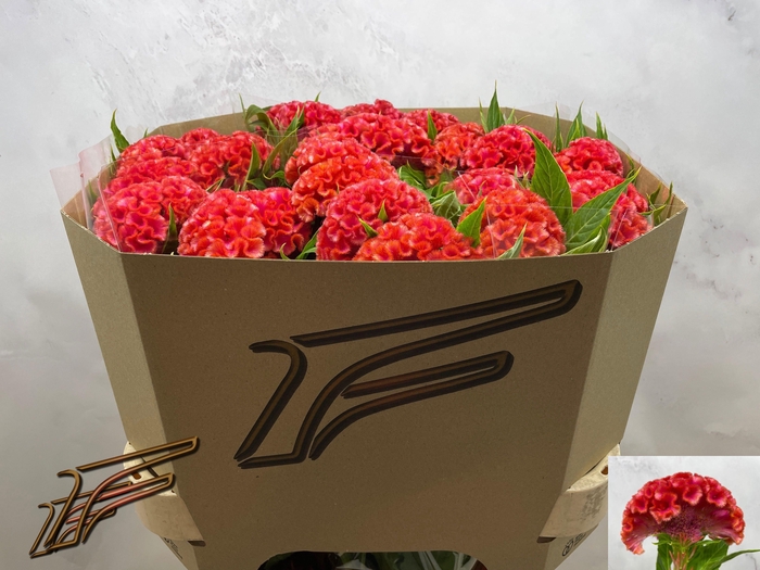 <h4>CEL C CORAL DIAMOND</h4>