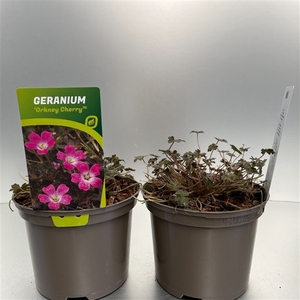 Geranium 'Orkney Cherry'®