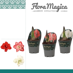 Amaryllis Dubbelbloemig Mix in Potkraag