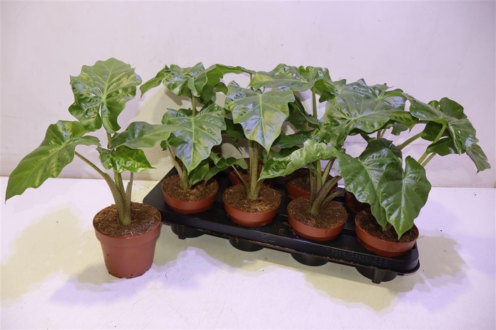 <h4>Aloc Low Rider</h4>