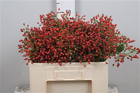 <h4>Rosa Prinsberry Fire</h4>