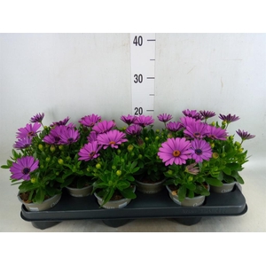 Osteospermum  'Senorita Tanja'