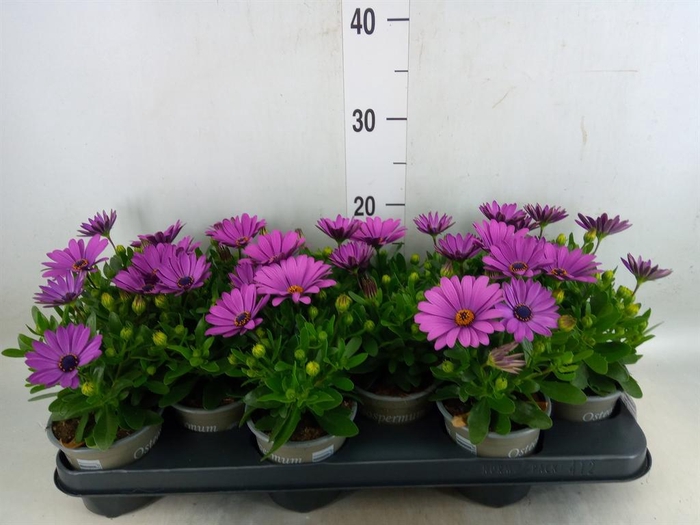 <h4>Osteospermum  'Senorita Tanja'</h4>