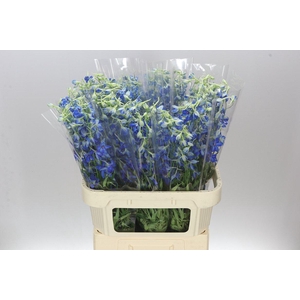 Delph En Volkerfrieden