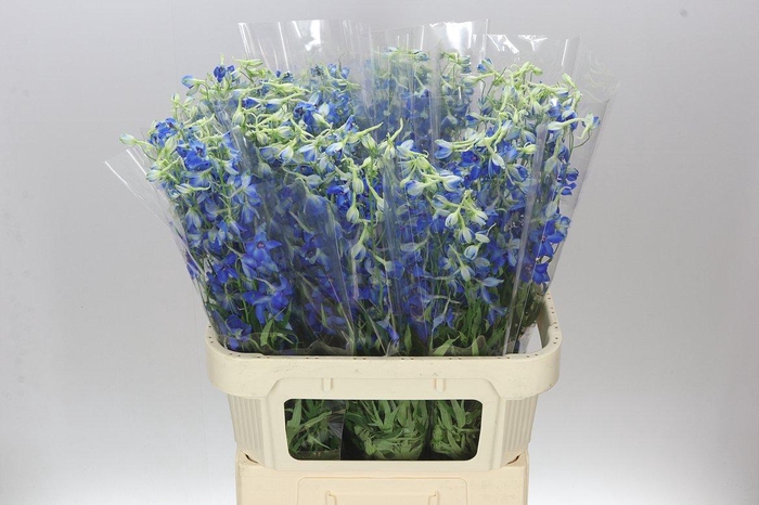 <h4>Delph En Volkerfrieden</h4>