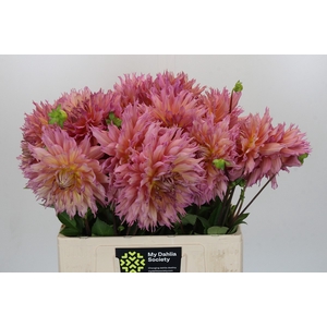 Dahlia Omega