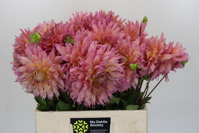 <h4>Dahlia Omega</h4>