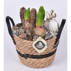 Arrangementen Hyacinthus 6%
