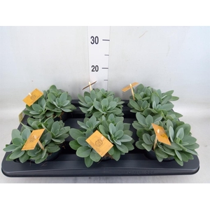 Senecio cephal. 'Mountain Fire'