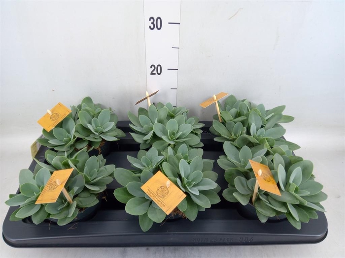 <h4>Senecio cephal. 'Mountain Fire'</h4>