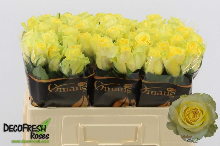 <h4>R Gr Minion Rose Omang</h4>