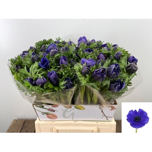 ANEM CO MIS + D BLUE