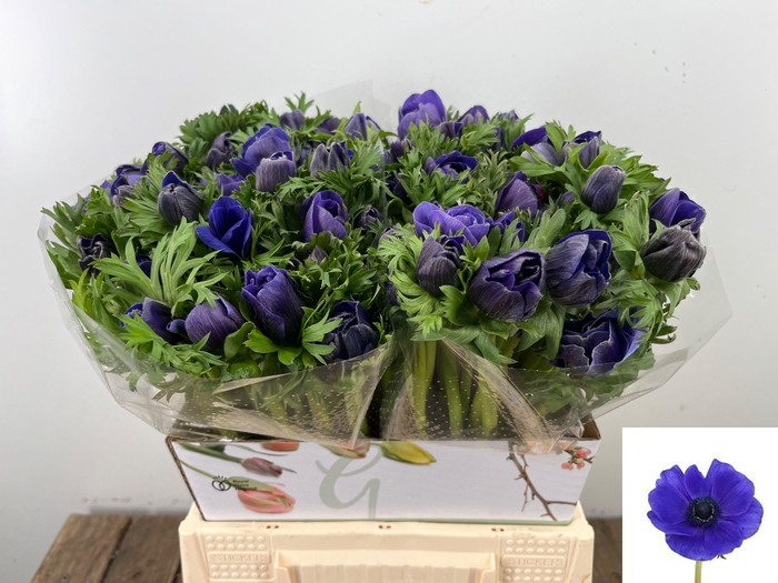 <h4>ANEM CO MIS + D BLUE</h4>