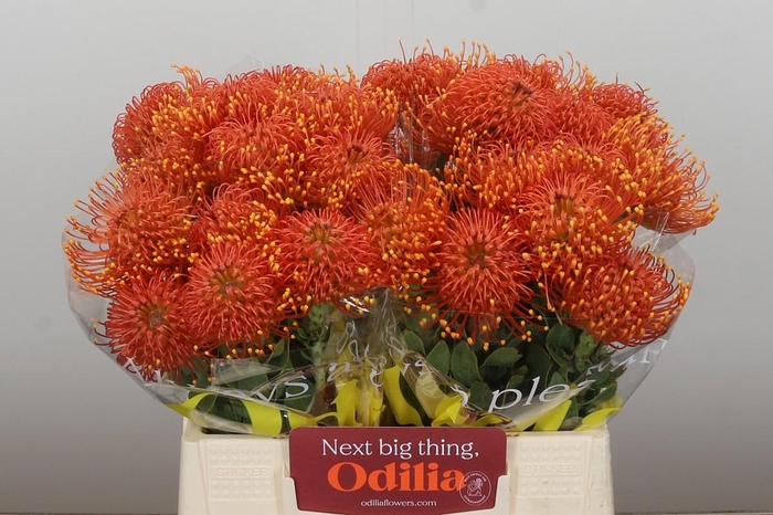 <h4>Nutans Gold Dust</h4>