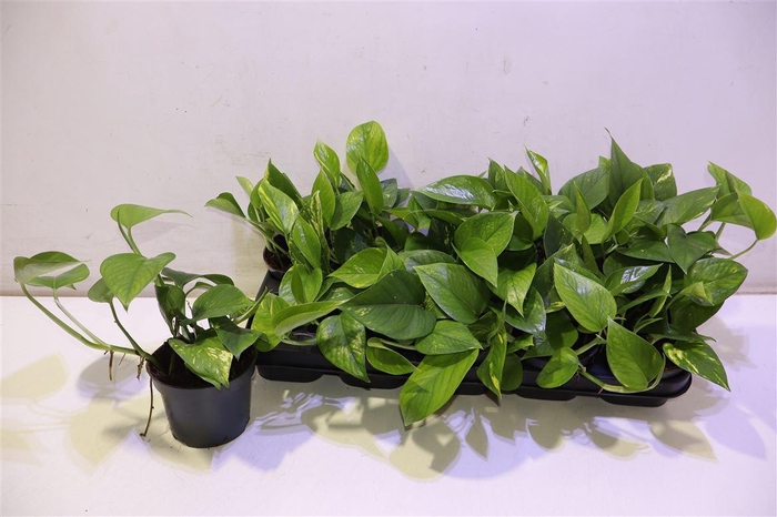 <h4>Epipr Aureum</h4>