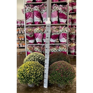 Chrysanthemum