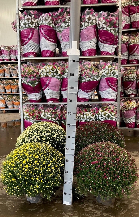 <h4>Chrysanthemum</h4>