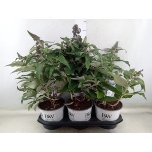 Buddleja davidii   ...
