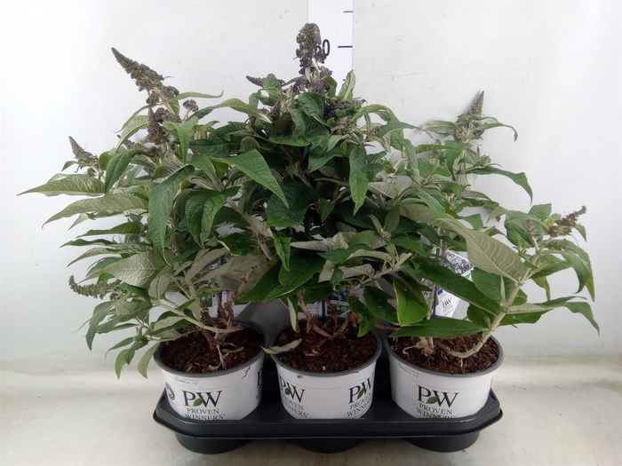 <h4>Buddleja davidii   ...</h4>