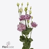 Lisianthus do julius grape