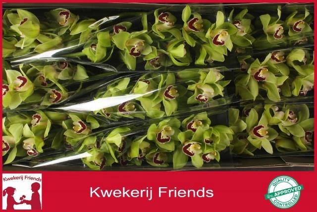 <h4>CYMB T MACHTELD</h4>