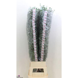 Euca Cinerea Super P Stem 160 Cm