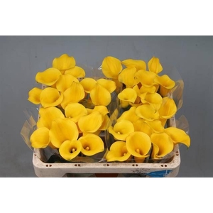 Calla Goldcup