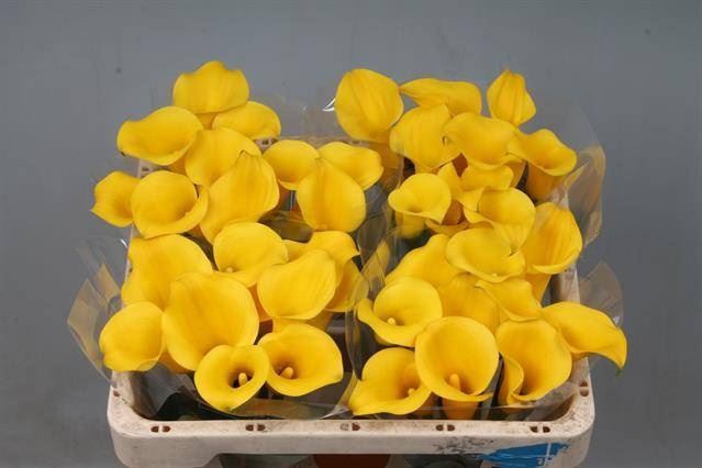<h4>Calla Goldcup</h4>