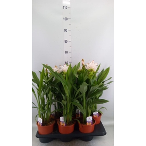 Curcuma alism. 'Siam Stardust'