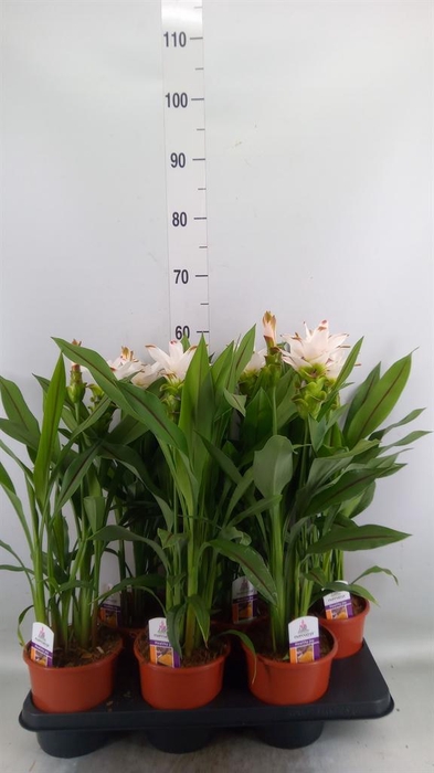 <h4>Curcuma alism. 'Siam Stardust'</h4>