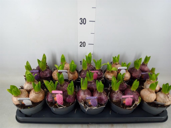 <h4>Hyacinthus orie. 'Pearl'  ...mix  3</h4>