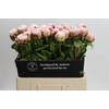 Paeonia Carl G. Klehm