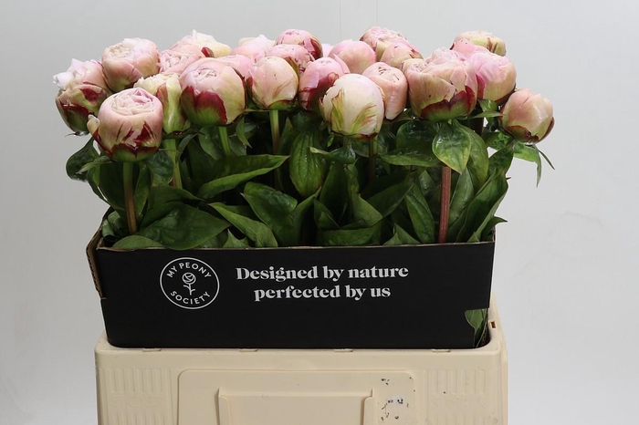 Paeonia Carl G. Klehm