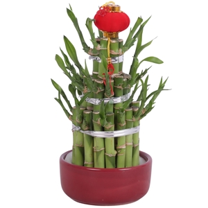 Lucky Bamboo Round 3Big in Ceramic pot Red Ø12cm