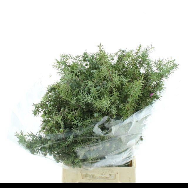 <h4>JUNI CH BLAAUW BS</h4>