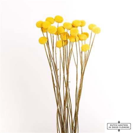 Dried Craspedia Natural Yellow P. Stem