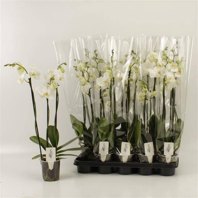 <h4>.Phalaenopsis overig wit</h4>